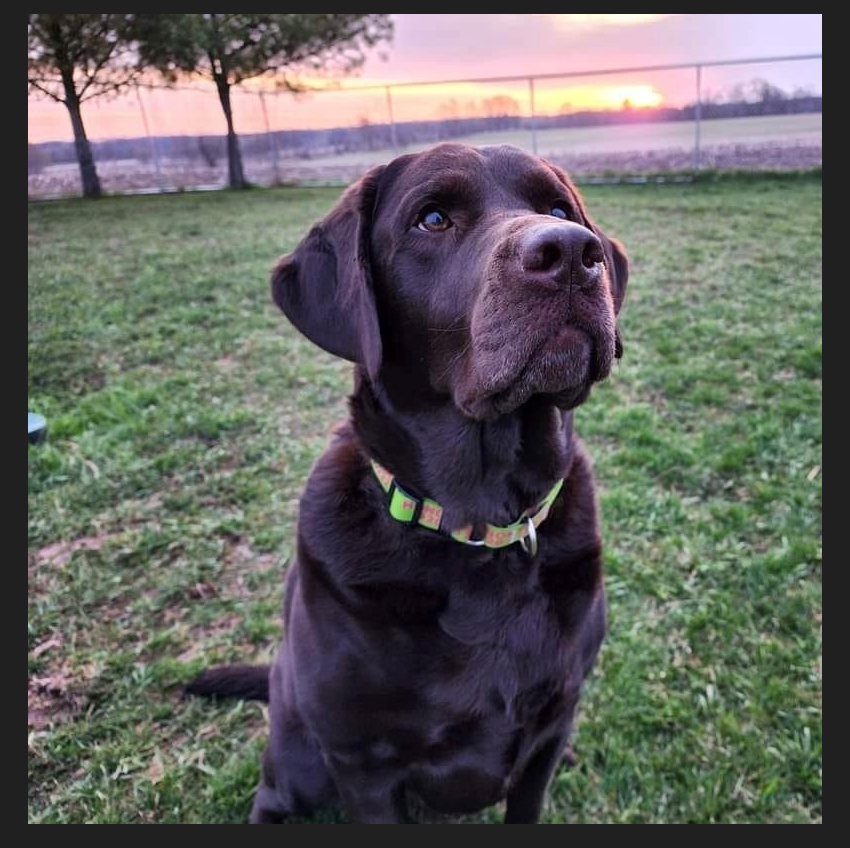 chiropractic care for sciatica and back pain