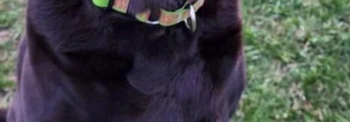 Schedule TEST in Morton IL